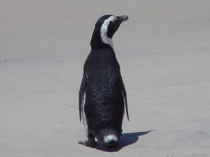 Jak reagują na pingwina za granicą, a jak w Polsce?